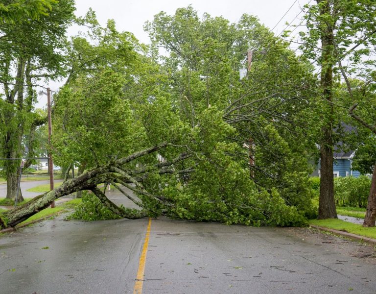 A broken down tree