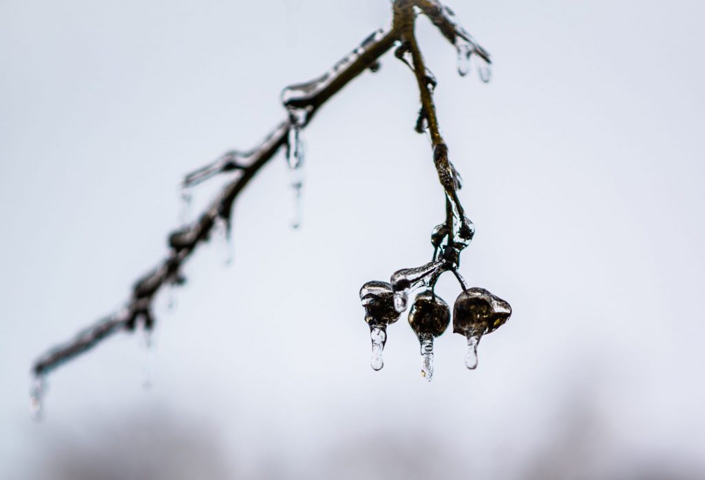 A frozen tree branch