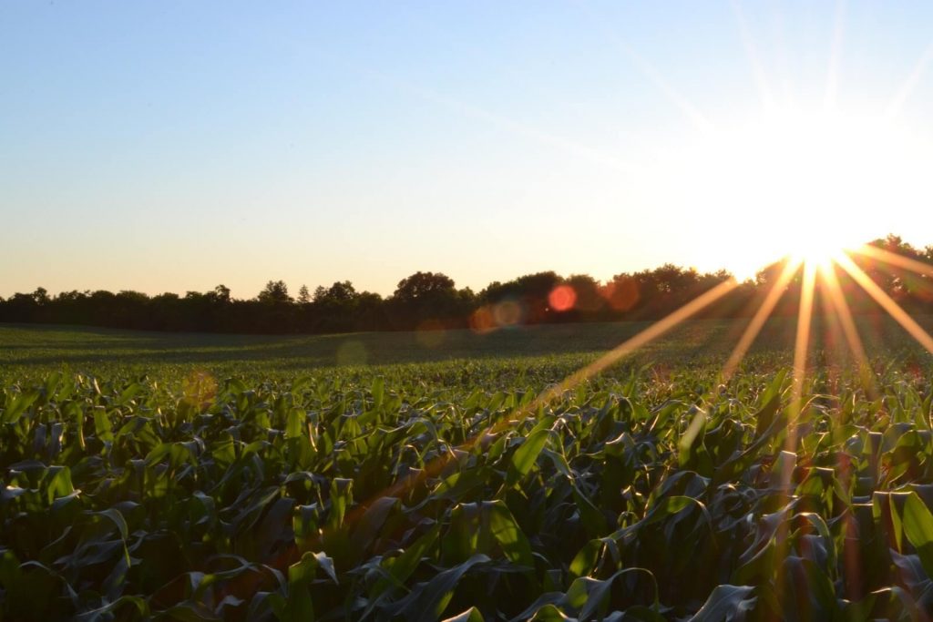 Sun rasing over a field of crops