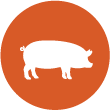 Pork Icon