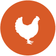 Poultry Icon