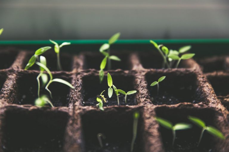 some small plants growing