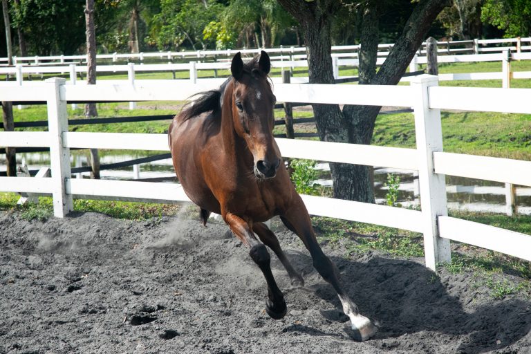 Horse running around