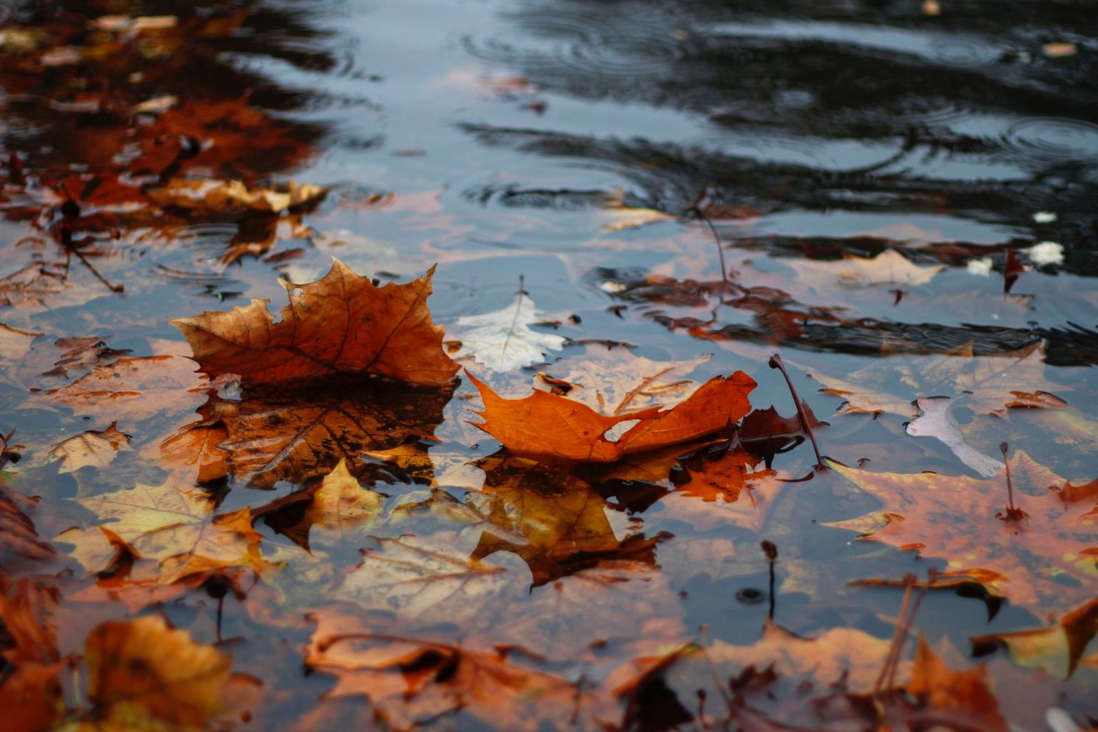 A puddle of water with fall leaves in it.