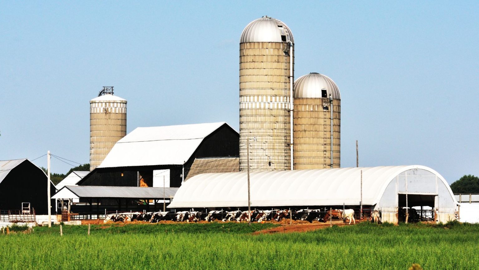 various farm buildings with cows grazing in a field