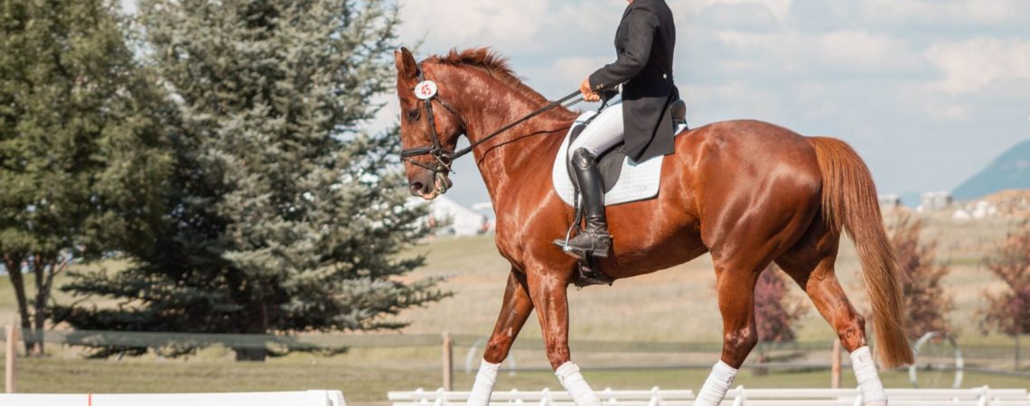 Everything You Need to Know About Equestrian Insurance