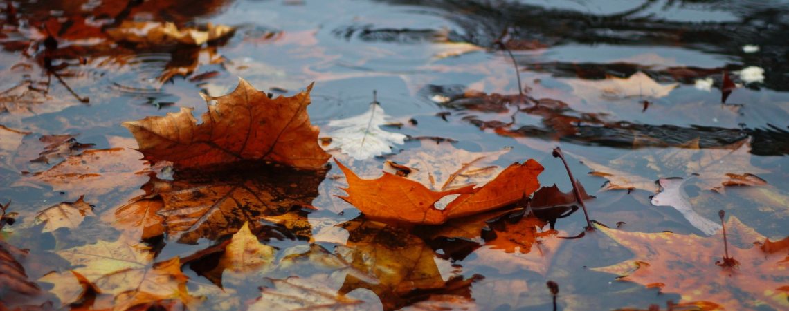 A puddle of water with fall leaves in it.