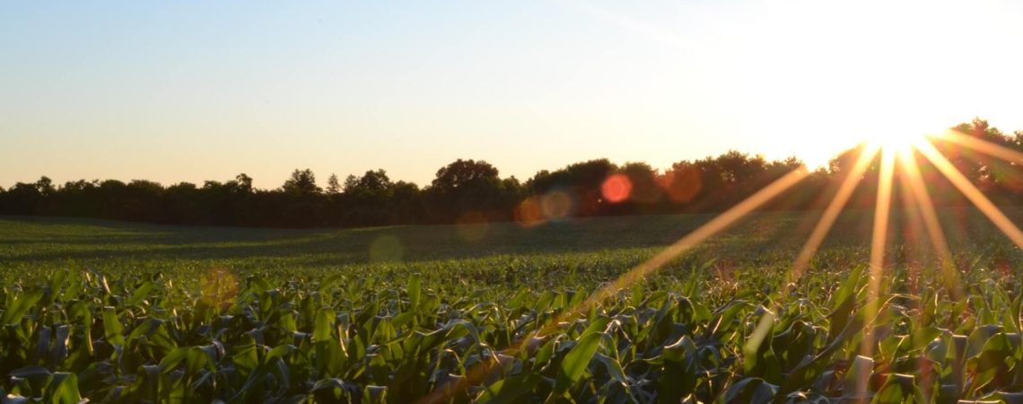 Sun rasing over a field of crops