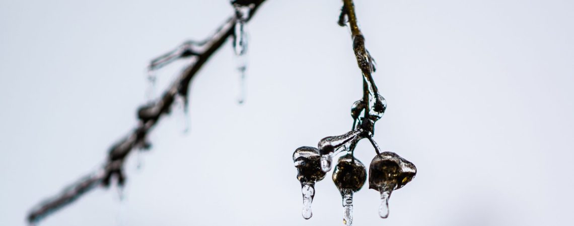 A frozen tree branch