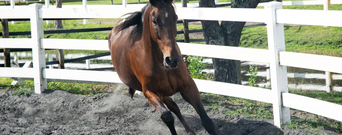 Horse running around